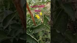 الكلمه الطيبه صدقة