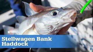 Stellwagen Bank Haddock | S15 E09