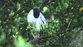 Black-crowned Night Heron Roosting