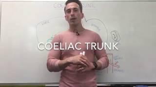 Coeliac Trunk | Blood Supply to Stomach, Liver, and Spleen