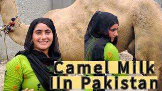 Buying Camel Milk on the Streets of Karachi Pakistan Life