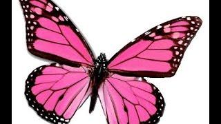 Pink Butterfly Animation