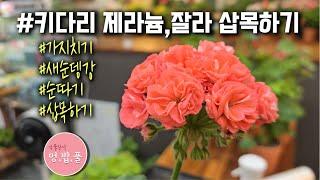 제라늄,키다리제라늄 삽목하기 #키큰제라늄 #삽수자르기  #제라늄삽목 #제라늄가지치기