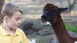 Alpacas on the loose in Warrandyte