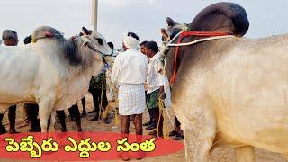 cattle market india-pebbair cattle market today-pebbair oxen market-bulls market Telugu-pebbair-oxen