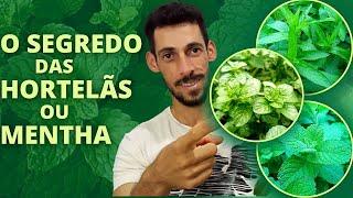 PORQUE EXISTEM MUITAS ESPÉCIES DE MENTA ou HORTELÃ? | Ervas e Plantas Medicinais