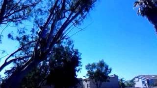 Eucalyptus s�per tops off!