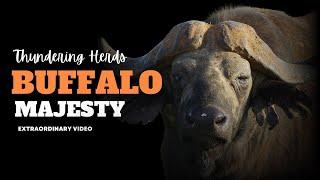 Buffalo Majesty: Roaming the Wild Frontier