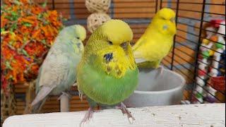 7 hours of relaxing budgie sounds for your birds