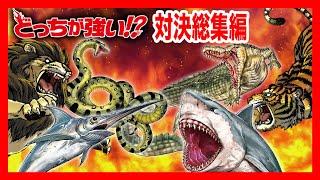 【どっちが強い総集編】ライオンvsトラやハチvsクモ、サメVSメカジキまでも！動物や昆虫たちの直接対決18戦を一気見!勝つのはどっちだ!?