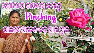 ଗୋଲାପ ଗଛରେ କରନ୍ତୁ || pinching ||ପାଇବେ  ଅନେକ କାଢ଼ ଆଉ ଫୁଲ || Rose Plant Pinching Process and Care