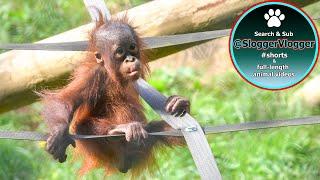 Orangutan Babies' Play -  Jim's Speedy Climb