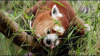 Red Panda at Wingham Wildlife Park, UK