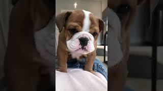 Funny dog videos vol.4 2022  Funny animals #shorts