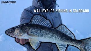 Walleye Ice Fishing in Colorado (Late Season Ice Fishing)