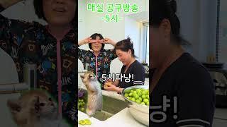 5시에 매실공구 방송합니다 많은 시청부탁드려요!!