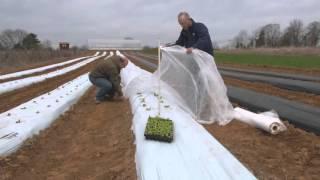 From the Ground Up - Chinese Cabbage