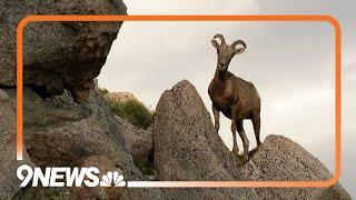 Wildlife on Colorado's Mount Evans in summer