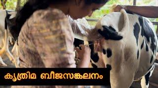 ARTIFICIAL INSEMINATION DONE BY VETERINARY DOCTORS / NDDB & ABS SEMEN