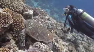 Straits of Tiran - Diving from the Speedboat, Camel Dive Club