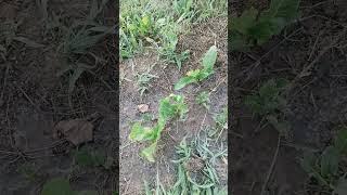 ХРЕН ХРЕНОВЫЙ & ИТАЛЬЯНСКИЙ ОГОРОД #dana #овощи #огород #хрен