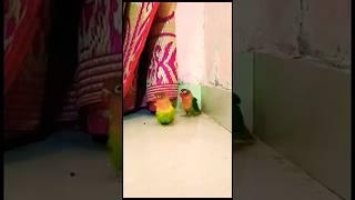 #parrot #funny #cute #birds #lovebirds