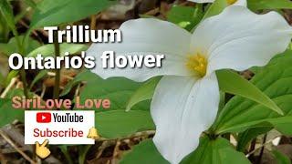 Ontario's flower (Trillium) ดอกไม้ประจำเมืองออนแทรีโอ |SiriLove Love |May2020