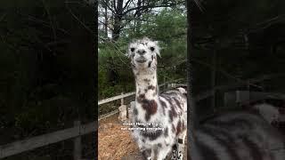 LLAMA Secrets You Never Knew #animal #llama #asmr