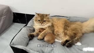 猫妈太宠小奶猫，却让猫妈妈吓得带着小奶猫分家，看一遍笑一遍！