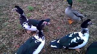 Ducks flying 2017