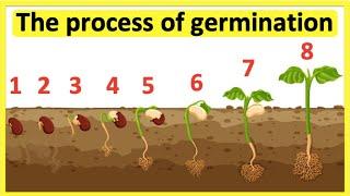 The process of seed germination | Step-by-step process