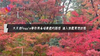 【冥想引導】希塔療癒的冥想路徑 放鬆與充電 上七引導練習 在雨中的京都植物園陪伴你｜大天使Peggie
