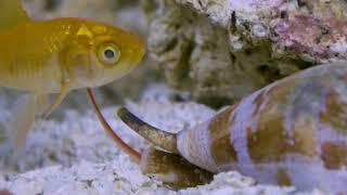 Venomous Cone Snails - cool