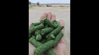 Production of fodder pellet  from alfalfa for various species of animals 6 mm and 8 mm grass pellets