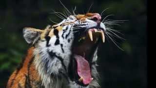 Tigre rugido - Tiger's roar sound - high quality - the best