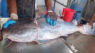 20kg Giant Mad Fish Cutting Skills | Big Sea Fish Cutting | Fish Cutting Fast