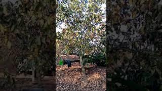 AGROKARADAG - Green Life