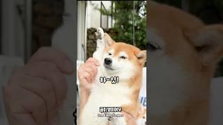 주인이 또 이상한거 보고 왔다..