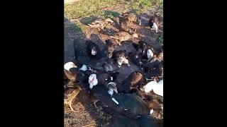 Feeding Ducks Gives Them Excitations