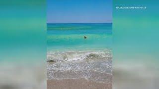 Water at Myrtle Beach bright blue due to lack of tropical storms