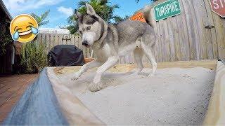 Building My Husky a Sandbox! (600K SUBSCRIBERS)