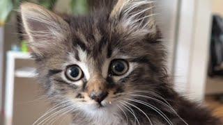 Lonely street cat meets the woman of her dreams