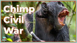 The INSANITY of the Gombe Chimpanzee War