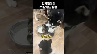 "친자 확인이 필요합니다.." 강아지가 아닌 고양이를 키우는 허스키