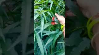 Mere aangan me itna sundar phool