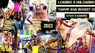 Tanvir bhai biggest OX and cows unloading in bright street   @PETSDEEWANGI