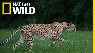 Cheetahs 101 | Nat Geo Wild