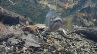 A curious brook trout