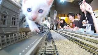 From Rescue to Hope: The Story Behind Japan’s Most Heartwarming Cat Café 