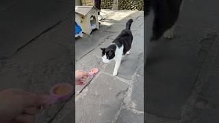 禮貌貓吃到一半就跑走，算是有捧場的意思嗎？！ 訂閱追蹤我們 #cat #浪貓 #貓村 #侯硐
